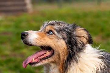 Portrait of a border collie dog
