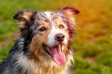 Portrait of a border collie dog