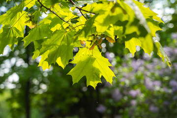 fresh spring maple foliage in sunlight with blurred background