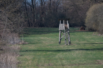 deer stand surrounded by the forest