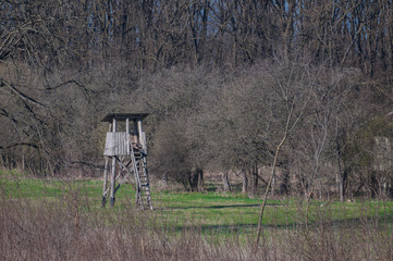 deer stand in the middle of the forest
