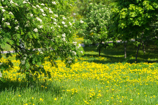 blooming mountain ash over yellow dandelions meadow, spring sunny day shot, nobody