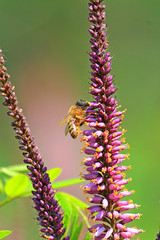 bee collects spring nectar