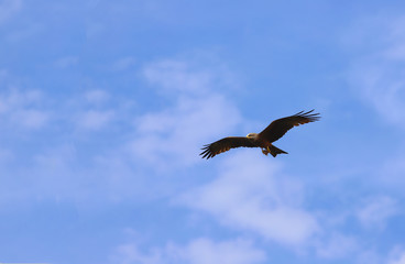 Fototapeta premium Lecący orzeł stepowy, rozpościerający skrzydła pod błękitnym niebem