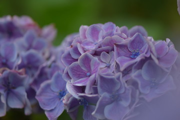 6月の紫陽花