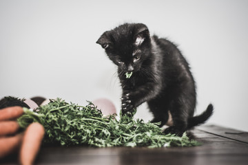 Small black kitten with fruit and vegetables