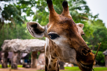 Look animal eyes at Thailand ,Kaokeaw