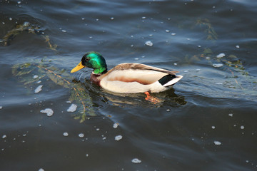 bright wild duck