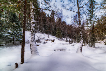 Fototapeta premium snow-covered forest with pine trees, snowdrifts and a tree in the foreground