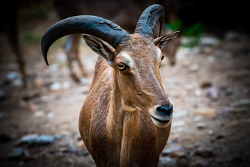 Look animal eyes at Thailand ,Kaokeaw
