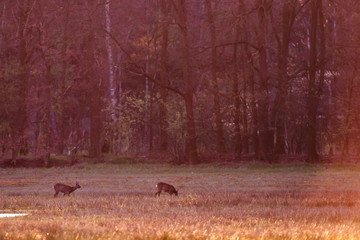 Two roe deer in meadow near forest in evening sunlight.