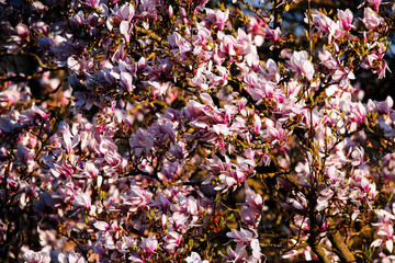 Detail of pink blossom in tree in evening sunlight.