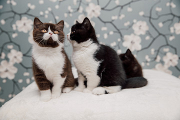 Beautiful British Shorthair kittens