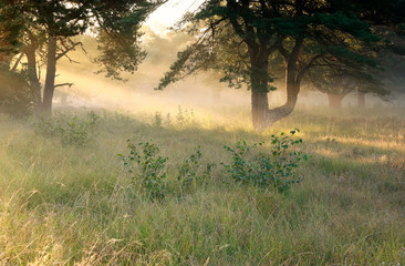 Fototapeta na wymiar morning sunlight between pine trees in summer