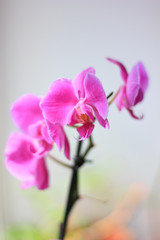 Beautiful purple orchid phalaenopsis flowers. Orchid flowers.
