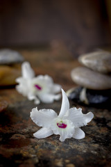 Obraz na płótnie Canvas Spa background - stones and orchid flowers over dark.