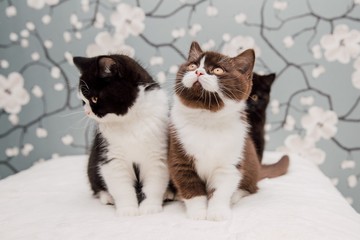 Fototapeta premium Beautiful British Shorthair kittens