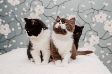 Fototapeta premium Beautiful British Shorthair kittens