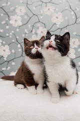 Fototapeta premium Beautiful British Shorthair kittens