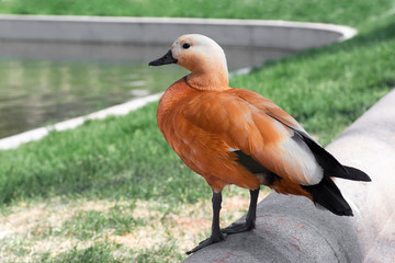 Tadorna ferruginea or red duck 