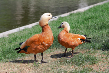 Tadorna ferruginea or red duck