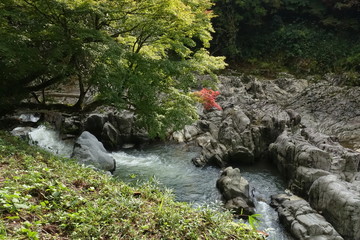 一部だけ紅葉した楓と渓谷を流れる川の様子です