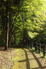 新緑の木々と遊歩道の風景です