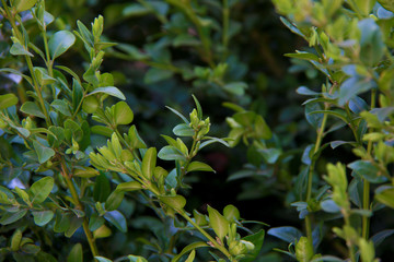 Obraz premium green fresh spring plant background