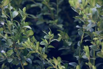 green fresh spring plant background