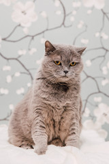 Fototapeta premium Beautiful British Shorthair kittens