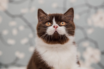 Beautiful British Shorthair kittens
