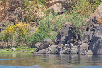 Naklejka na ściany i meble Little egrets on the banks of the Nile near Aswan