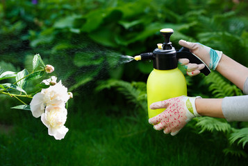Woman gardener spraying flowers in the home garden