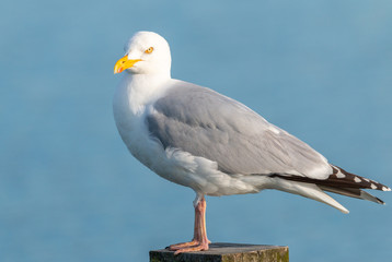Lesser black gull standing on a pole