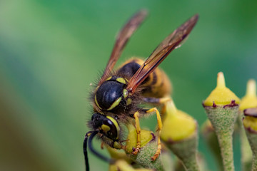 wasp on flower