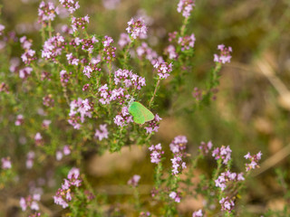 Le petit papillon, l'argus vert ou la Thécle de la Ronce (Callophrys rubi)