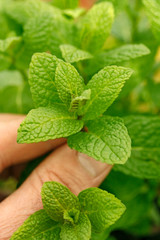 Mint (Mentha sp.) © Emilio Ereza