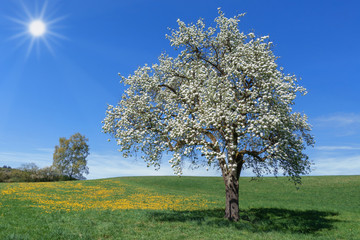 Fototapeta na wymiar Üppig blühender Birnbaum in einer Wiese mit gelbem Löwenzahn vor blauem Himmel mit Sonne