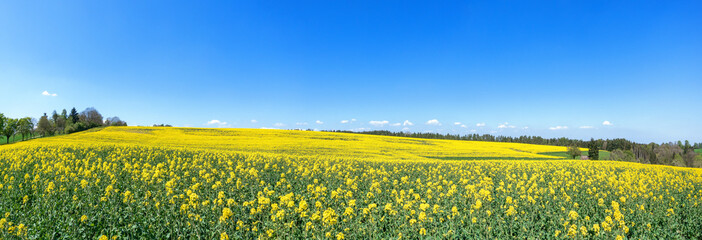 Panorama von einem blühenden, nach rechts leicht abfallenden Rapsfeld im Frühling