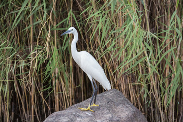 Little egret looking towards the camera sitting on a bank of the Nile near Aswan