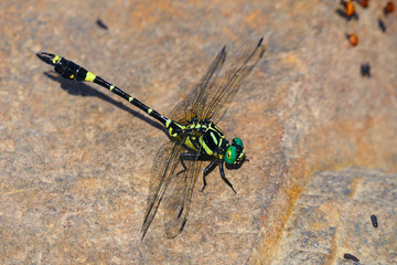 日本のトンボ、休息するオナガサナエ。