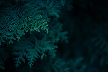 Fototapeta na wymiar Dark green background with branches of thuja