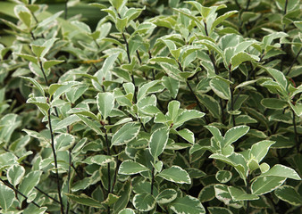 Pittosporum tenuifolium variegatum	