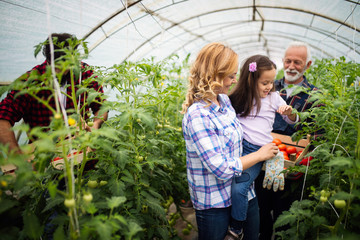 Grandfather growing organic vegetables with grandchildren and family at farm