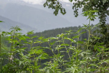 Wild cannabis sativa on a hill in India.