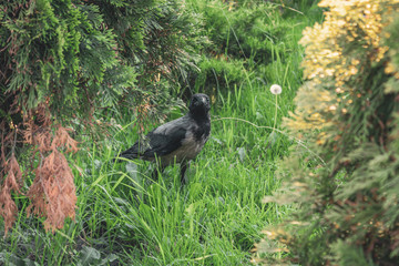 A young chick magpie in the grass. Crow looks surprised. Bird in the forest