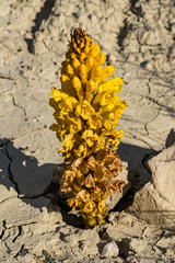 Yellow flower in the Badlands of Abanilla near Murcia in Spain