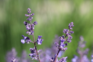 Detailansicht der Naturheilpflanze Lavendel - mit Textfreiraum
