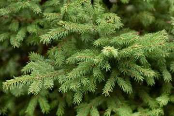 Spruce branches needles