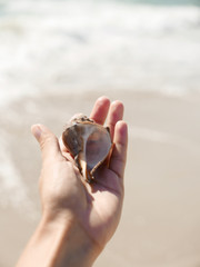 Hand holding conch shell in front of the ocean